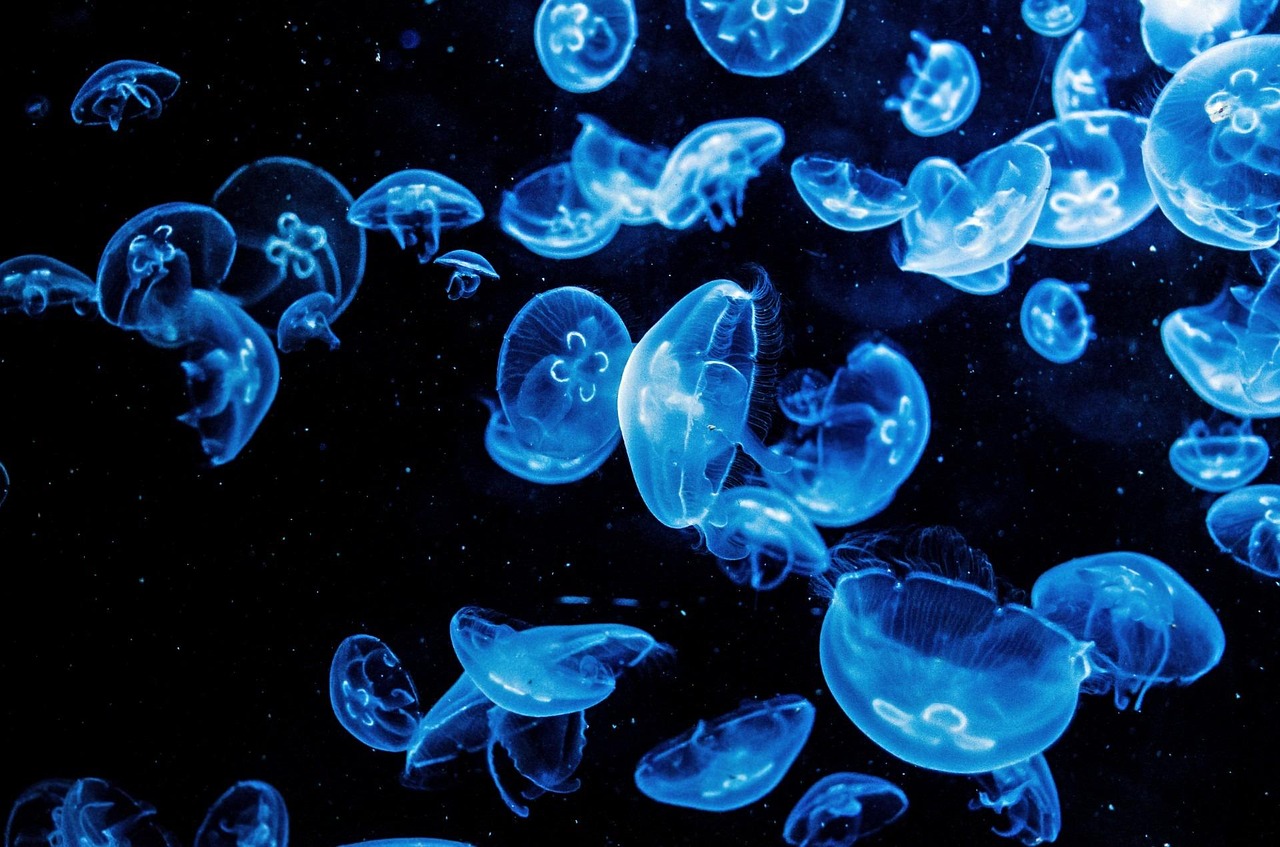 Blue jellyfish