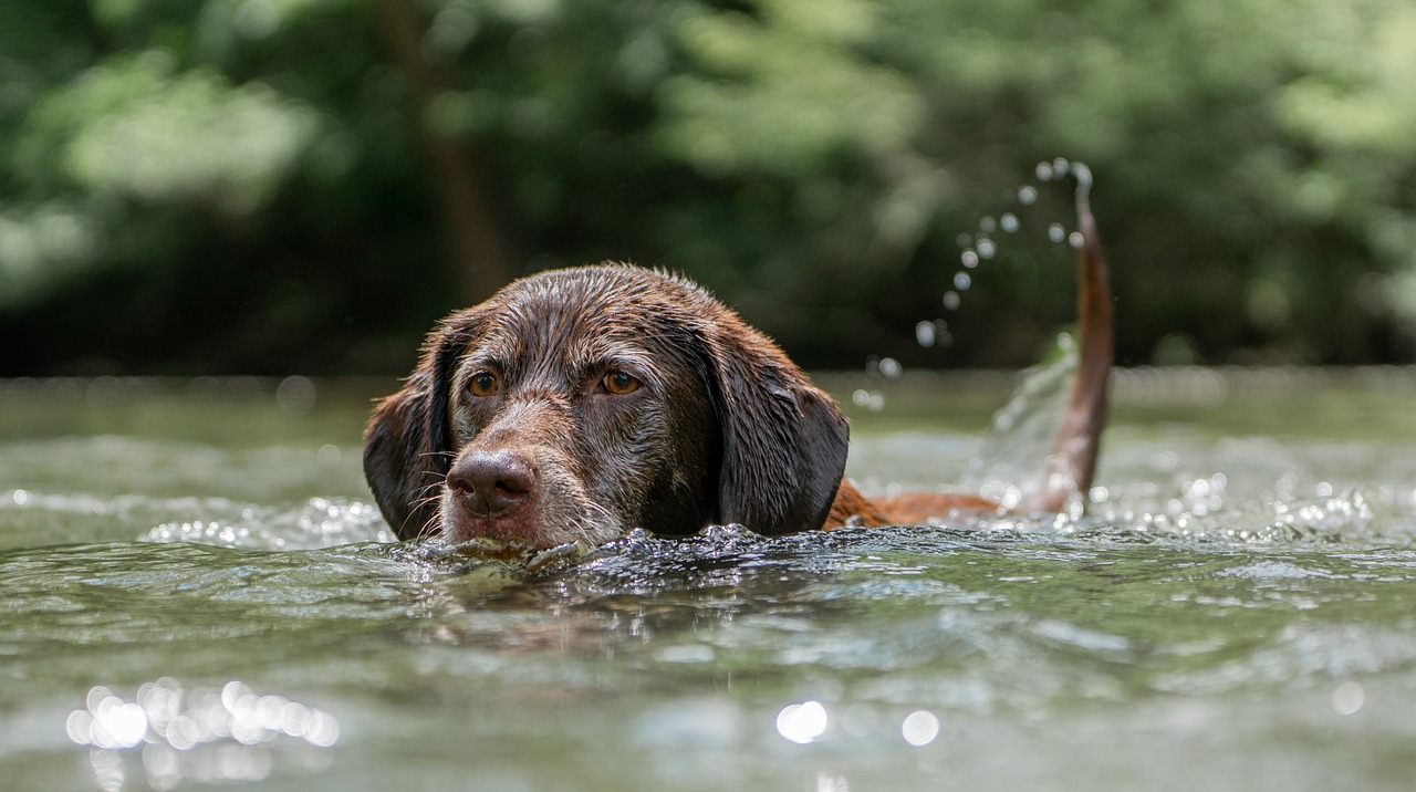 Dog swimming