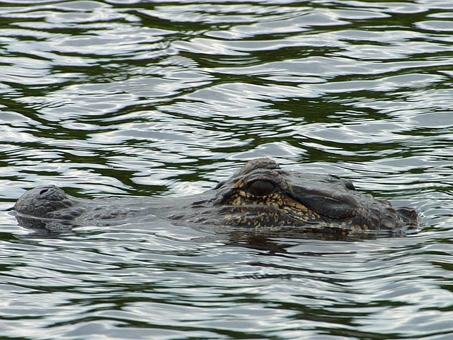 Crocodile in water