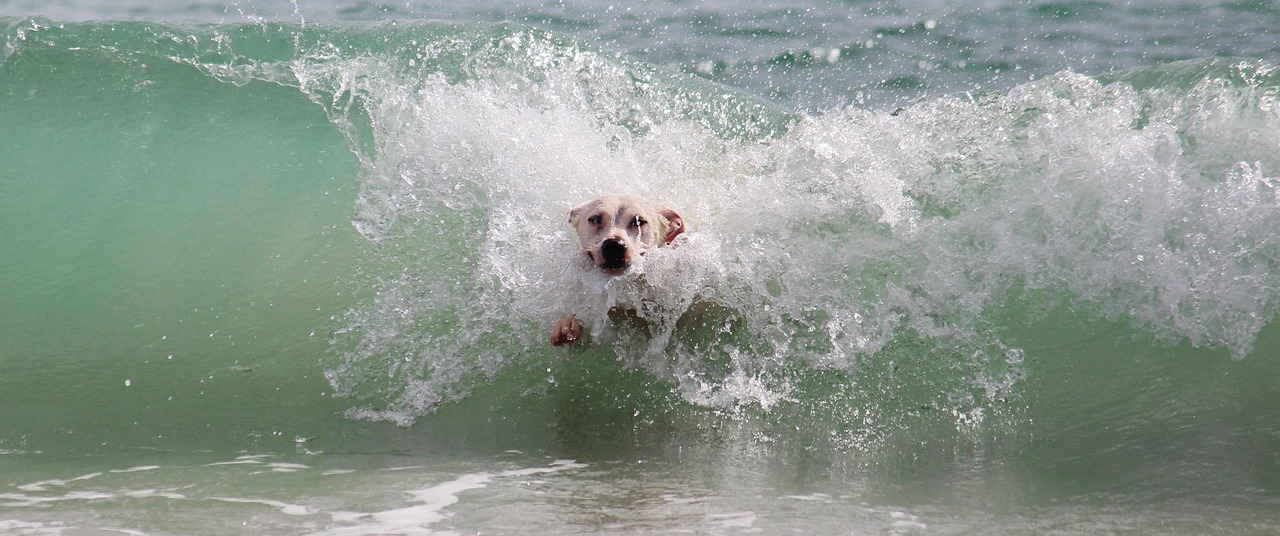 Dog in ocean wave