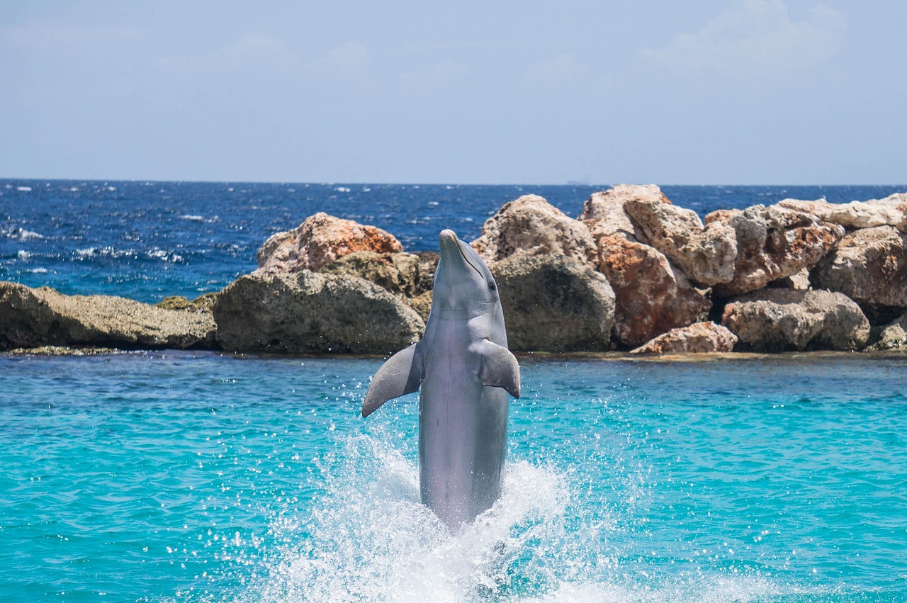 Dolphin lifting tail