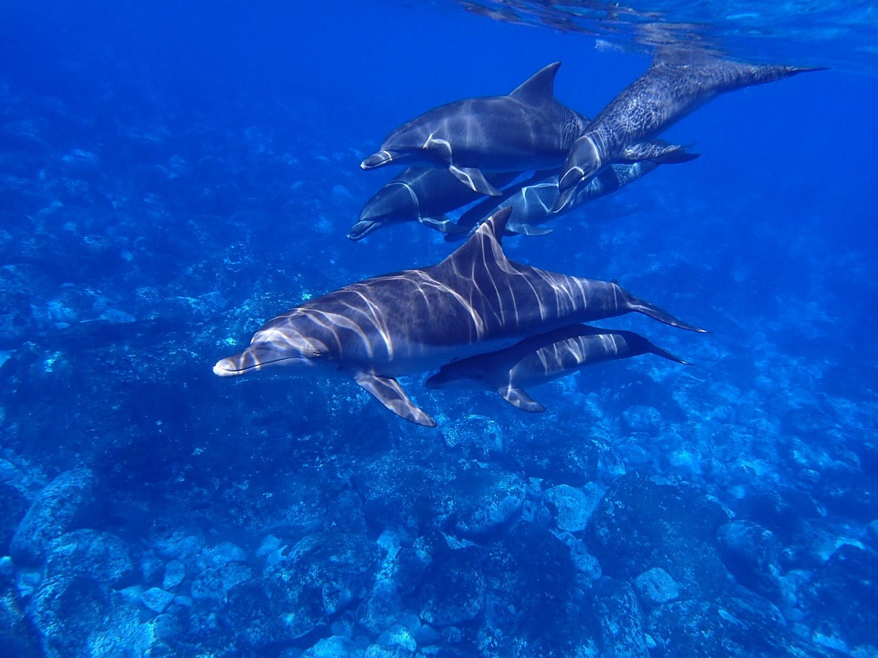 Dolphins swimming