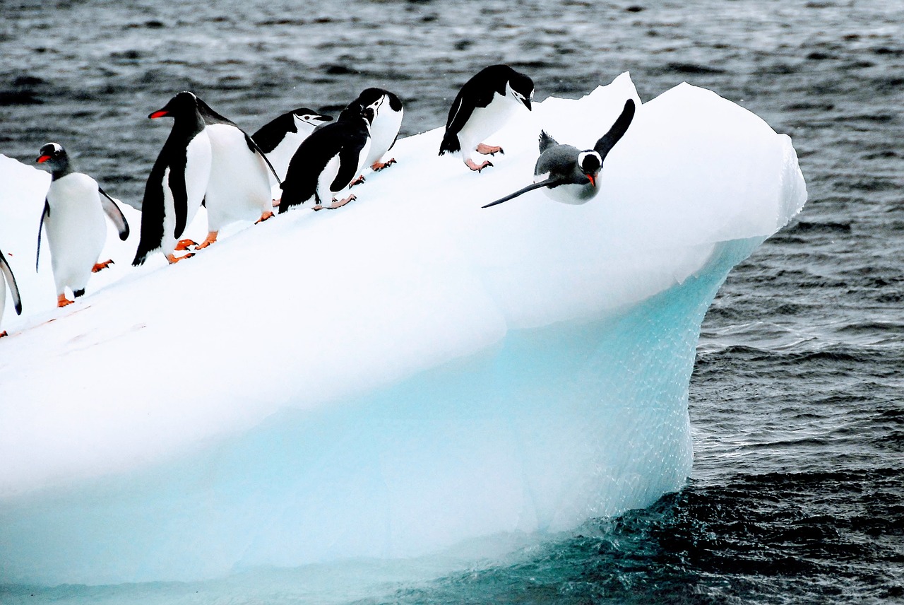 Penguins on iceberg