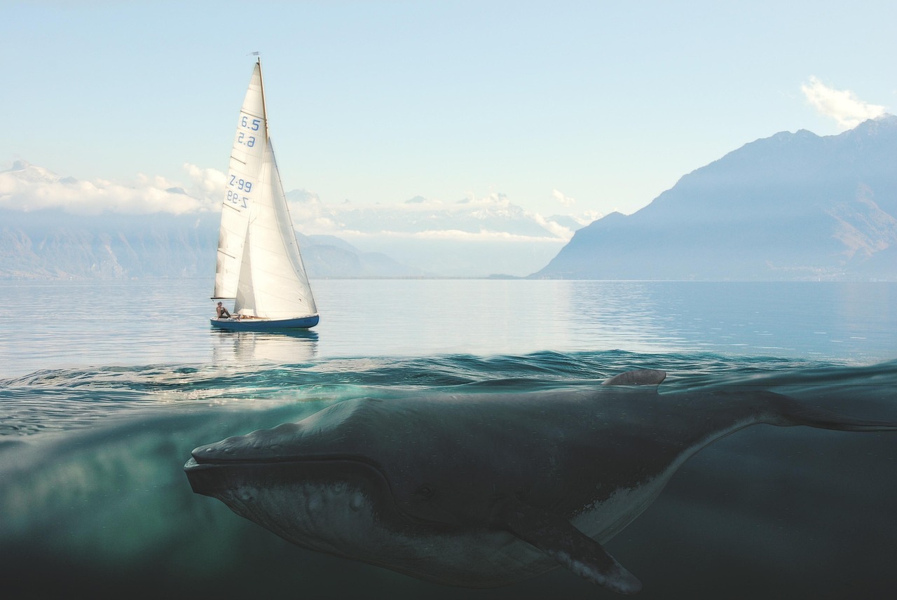 Sailboat approaching whale