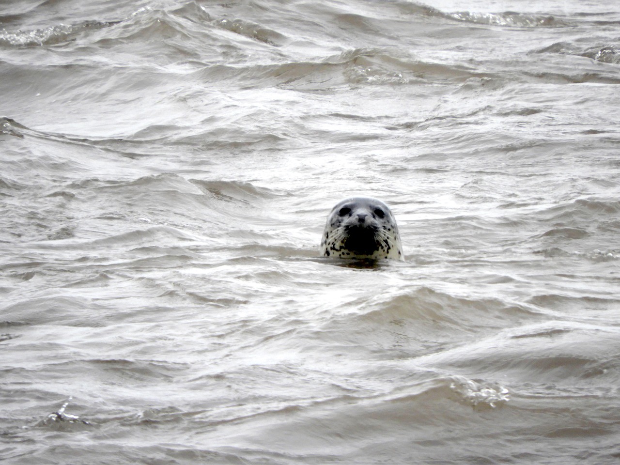 Seal in water