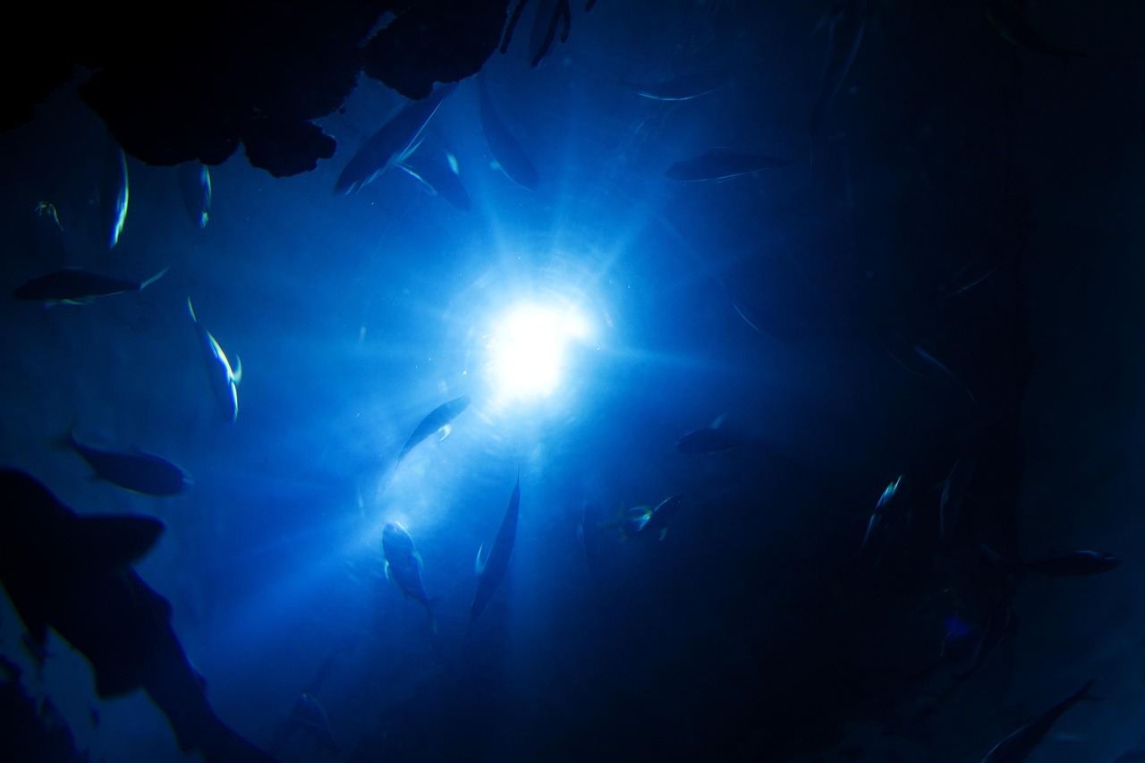 Sharks from below