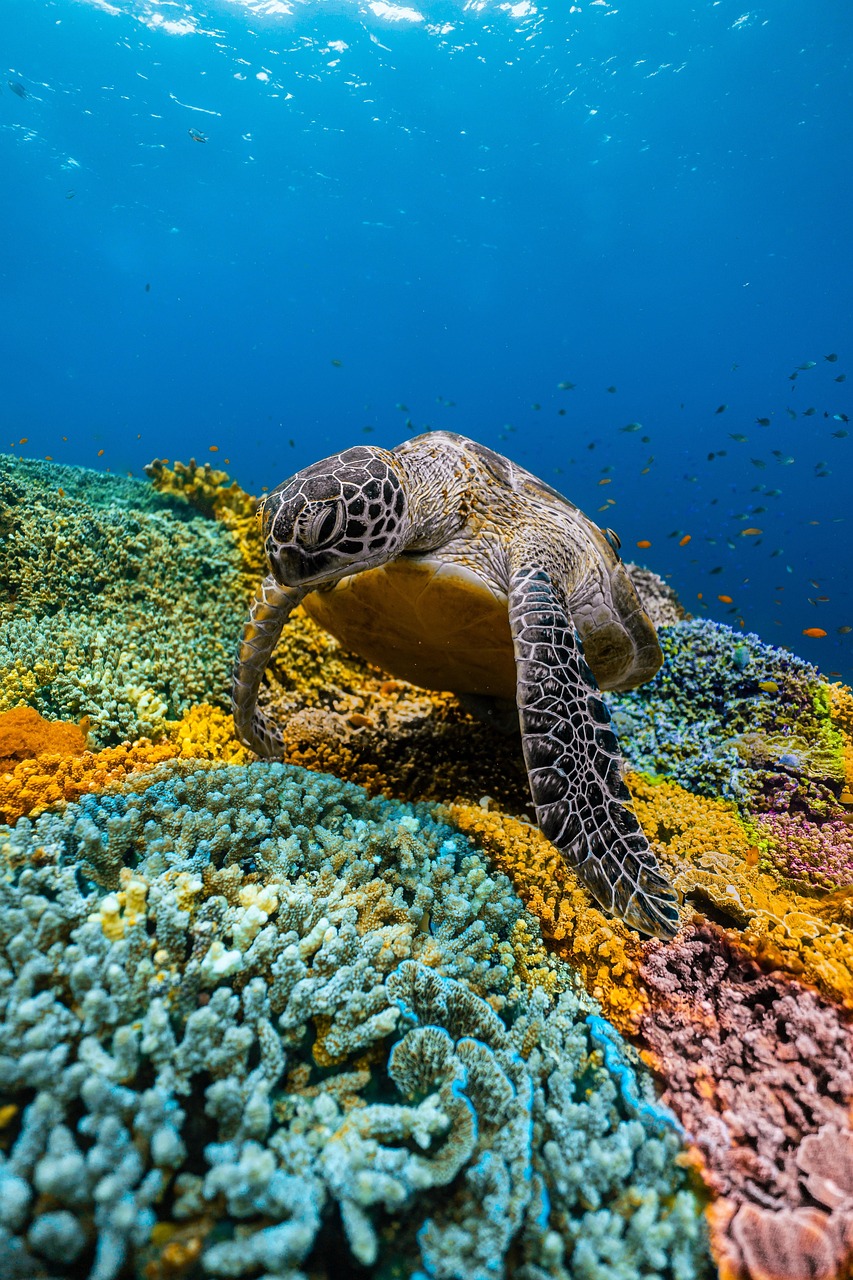Sea turtle in coral reef