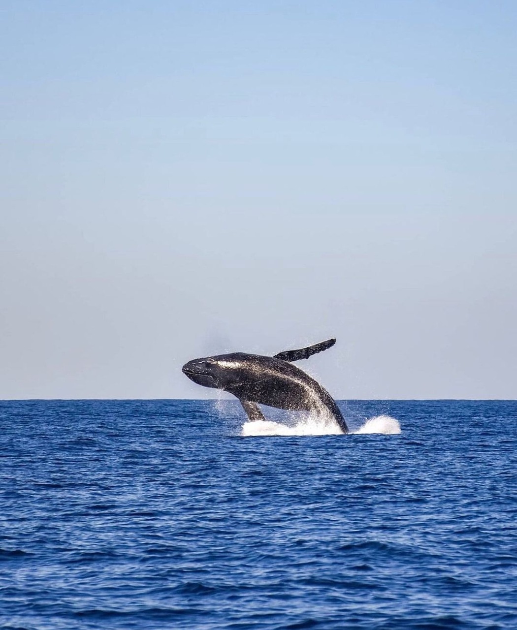 Whale jumping out of the ocean